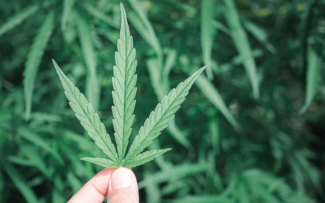 BGH verweigert EuGH-Vorlage im Cannabis-Werberecht