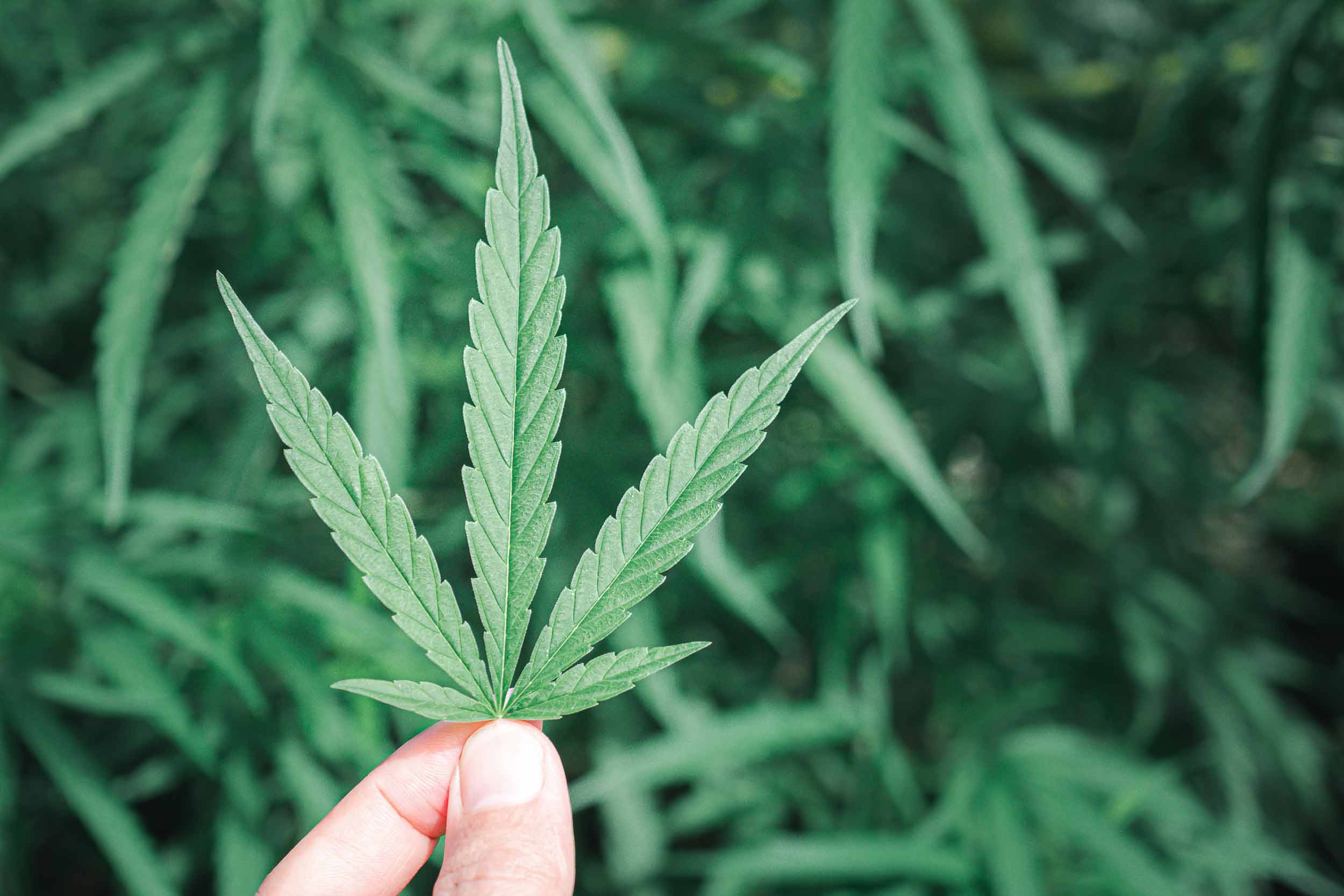 Betäubungsmittelrecht BtMG Cannabis Legalsierung