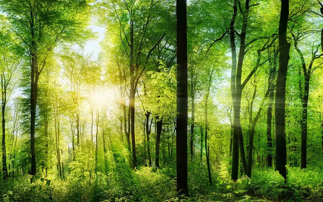 Greenwashing in der Werbung – „Klimaneutralität“ muss klar erläutert werden